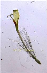  Ray Floret